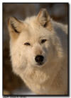 Wolf Portrait, Minnesota
