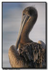 Brown Pelican, Marco Island, FL