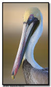 Brown Pelican Close Up, Marco Island, FL
