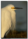 Snowy Egret Close Up