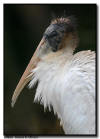 Juvenile Wood Stork Portrait
