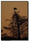 Wood Stork in the Tree Tops