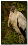 Juvenile Wood Stork Portrait, Everglades City, Florida