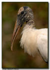 Wood Stork Portrait, Everglades National Park, Florida