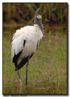Wood Stork, Everglades City, Florida