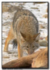Coyote at a kill