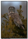 Great Gray Owl, Aitkin Minnesota 