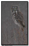Great Gray Owl, Pine County Minnesota