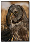 Great Gray Owl eating a vole