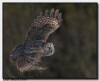 Great Gray Owl Flight Image