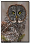 Great Gray Owl Portrait, Minnesota