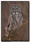 Great Gray Owl Close Up, Pine County, Minnesota