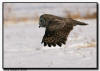 Great Gray Owl in flight, Aitkin Minnesota