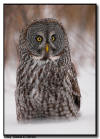 Great Gray Owl Close Up