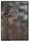 Great Gray Owl northern Minnesota 
