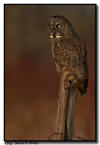 Great Gray Owl, Aitkin Minnesota 