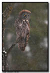 Great Gray Owl, northern Minnesota
