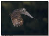 Great Gray Owl in flight, Pine County Minnesota