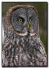 Great Gray Owl Portrait