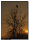Great Gray Owl Environmental Image at Sunrise