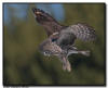Great Gray Owl in Hover Flight
