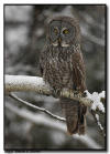 Great Gray Owl, Sax-Zim bog northern Minnesota