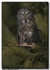  Great Gray Owl, Pine County Minnesota 