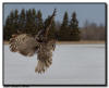 Great Gray Owl, Aitkin County Minnesota