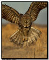 Great Gray Owl in Flight, Aitkin Minnesota