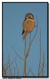 Northern Hawk Owl, Aitkin, Minnesota 