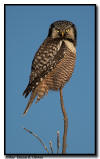 Northern Hawk Owl, Aitkin County, Minnesota