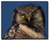 Northern Hawk Owl Close Up, Aitkin County, Minnesota