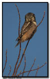 Northern Hawk Owl on the Hunt