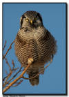 Northern Hawk Owl Close Up
