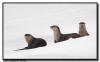 River Otters, Yellowstone National Park 