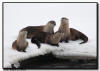 River Otters, Yellowstone National Park