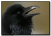 Common Raven Close Up, Yellowstone National Park