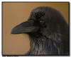 Common Raven, Yellowstone National Park