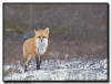 Red Fox, Churchill, Manitoba