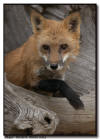 Red Fox at the Den