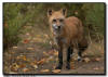 Red Fox on a trail with fall colors