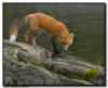 Red Fox at Rock Harbor