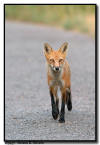 Red Fox on a trail, Denver, Colorado