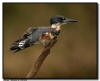 Belted Kingfisher Wing Stretch