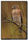 Red-Shouldered Hawk, Everglades City, Florida. 