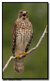 Red-Shouldered Hawk, Everglades City, Florida
