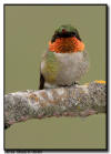 Ruby Throated Hummingbird, Orr, MN 