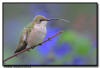 Ruby Throated Hummingbird, MN