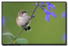 Ruby Throated Hummingbird, MN 