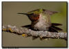 Ruby Throated Hummingbird, Orr, MN